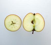 Roter Eiserapfel apple